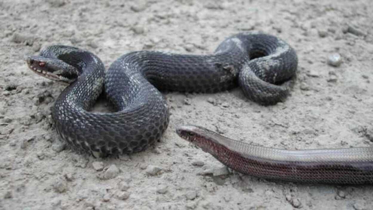 На Львівщині 60-річна бабуся потрапила у лікарню через укус змії На Львівщині 60-річна бабуся потрапила у лікарню через укус змії