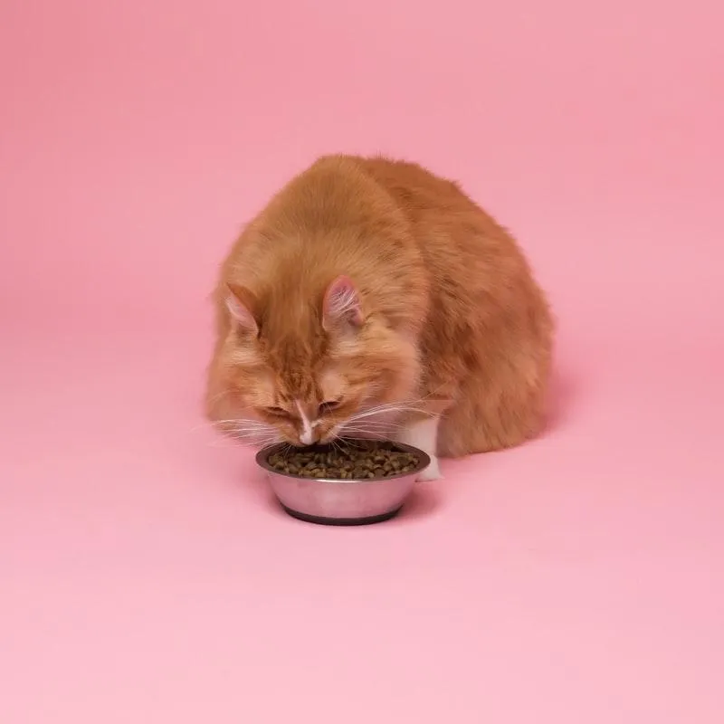 Кішка з мискою