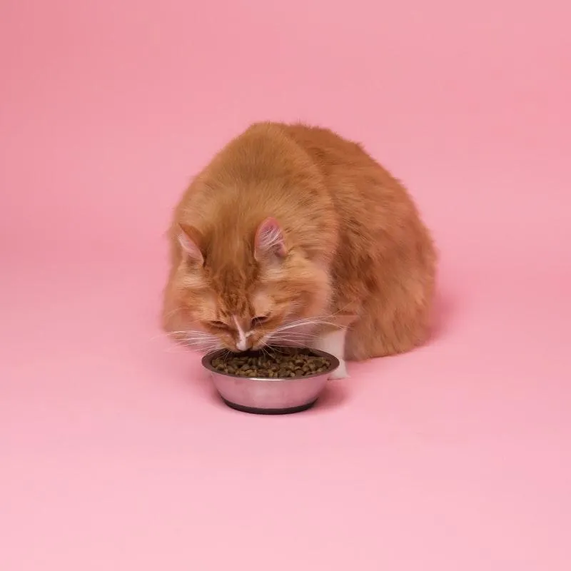 Кошка с миской Кошка с миской