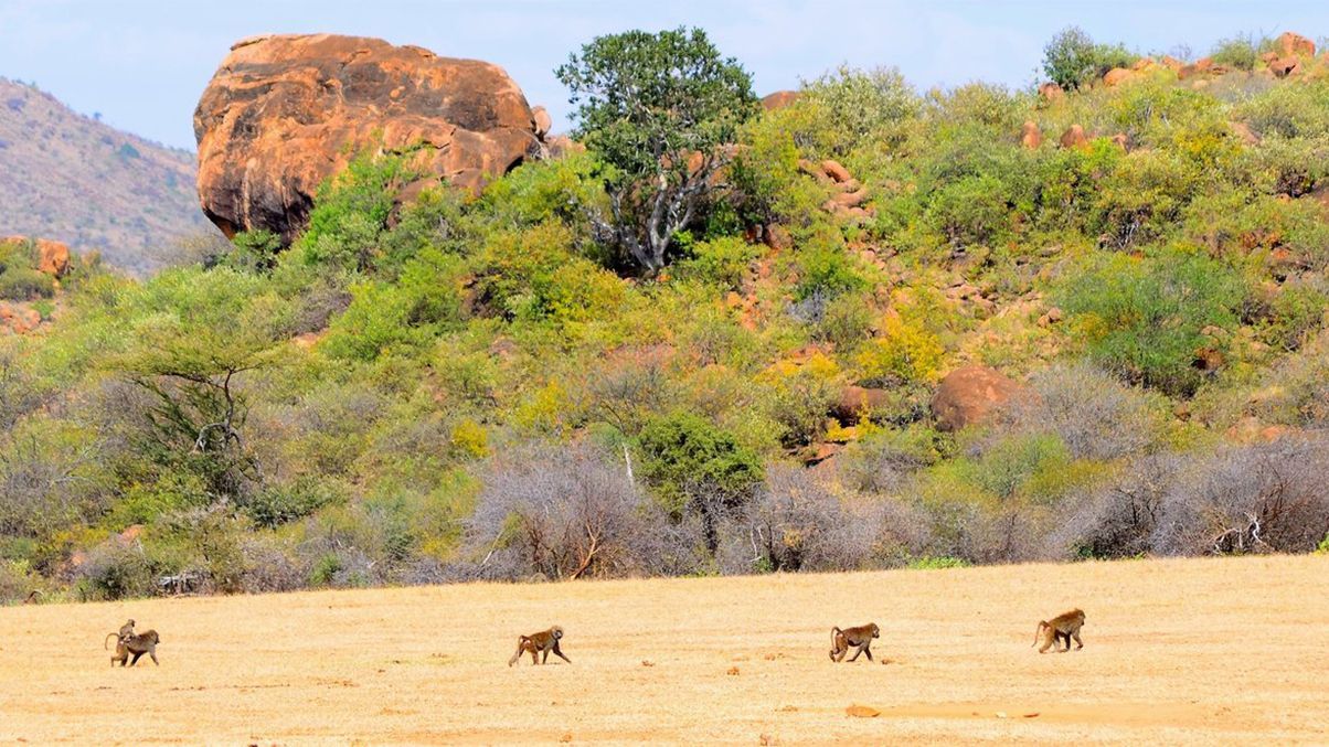 Дослідження мавп: навіщо на павіанів вдягнули фітнес-трекери Дослідження мавп: навіщо на павіанів вдягнули фітнес-трекери