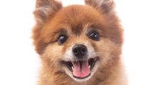 Женщина самостоятельно постригла свою собаку и изменила ее до неузнаваемости: курьезное видео