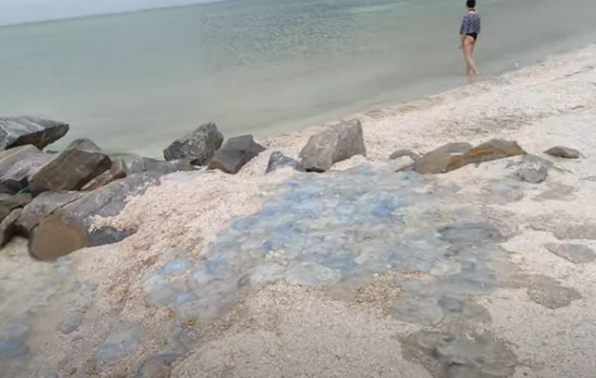 В курортной Кирилловке нашли настоящее кладбище медуз: видео В курортной Кирилловке нашли настоящее кладбище медуз: видео