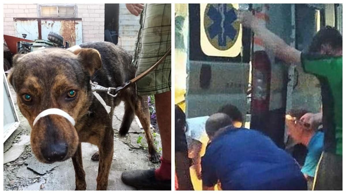Раньше не кусал: волонтеры рассказали о собаке которай загрызл женщину