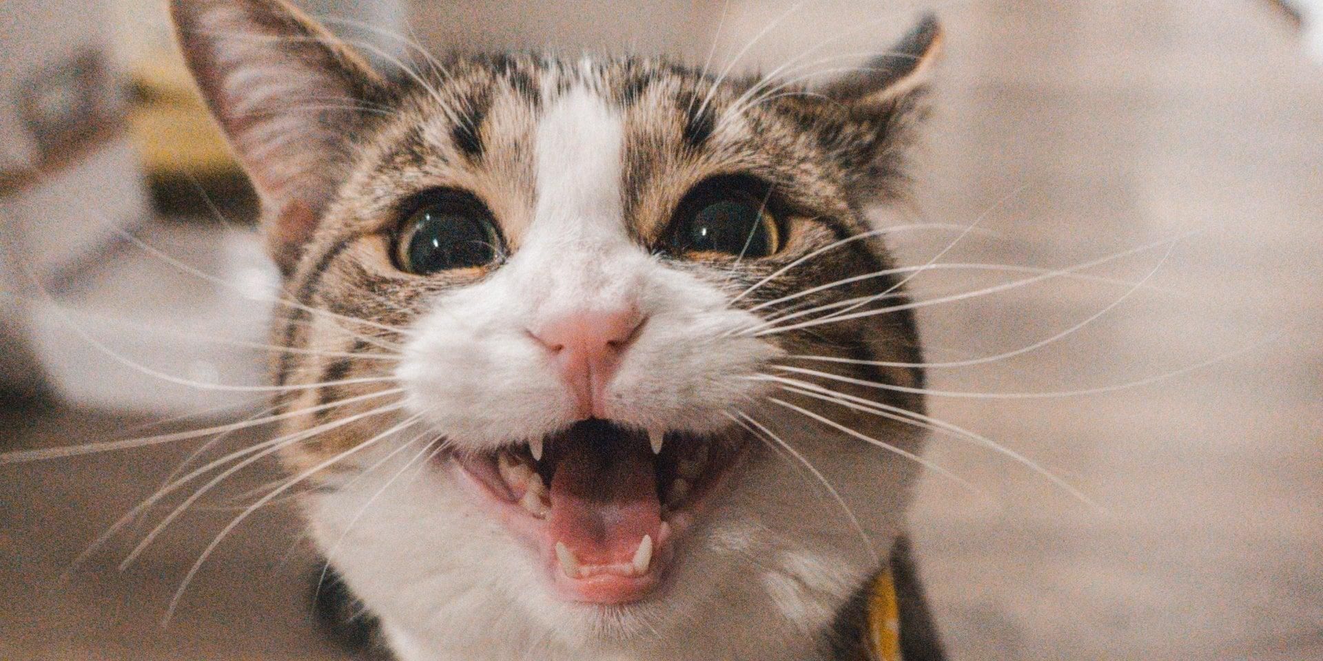 Вперше за 10 років: на Львівщині через сказ у кота ввели карантин Вперше за 10 років: на Львівщині через сказ у кота ввели карантин