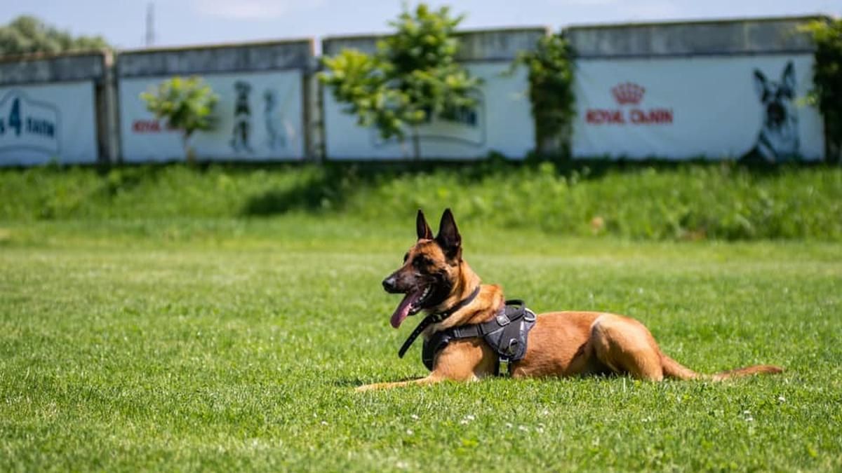 У Києві зник собака, якого власники залишили кінологу на перетримку У Києві зник собака, якого власники залишили кінологу на перетримку