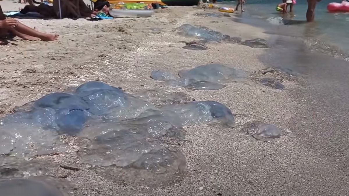 Вони повернулись: у курортній Кирилівці знову нашестя медуз – відео
