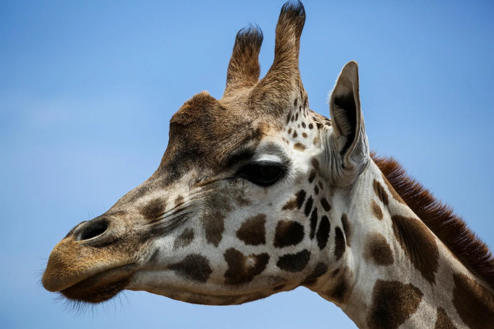 Раніше вважалося, що жирафи є одинаками