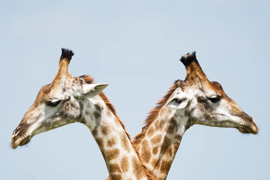 Вчені припускають, що жирафи можуть мати соціальні зв'язки