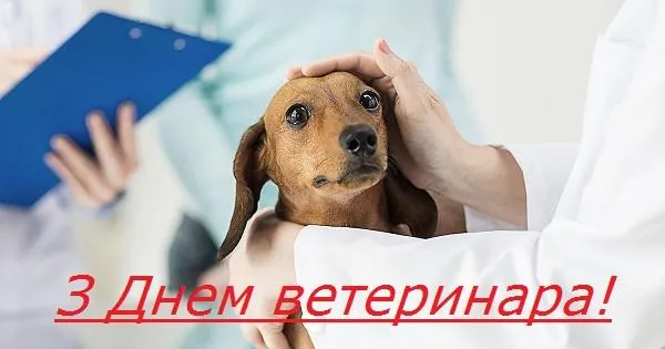 День працівника ветеринарної медицини 2021 картинки День працівника ветеринарної медицини 2021 картинки