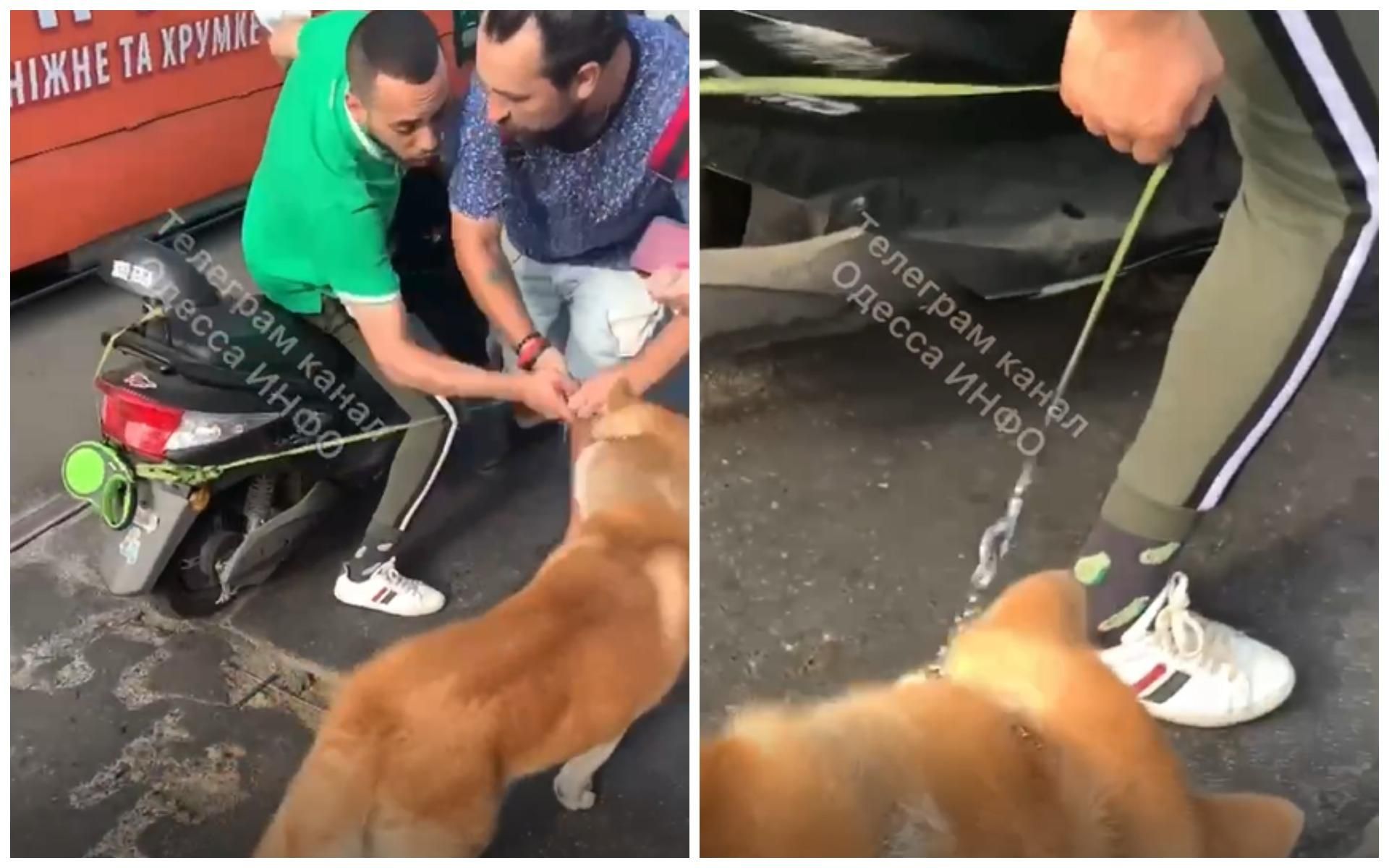 В Одессе мужчина привязал собаку к мопеда и так ехал
