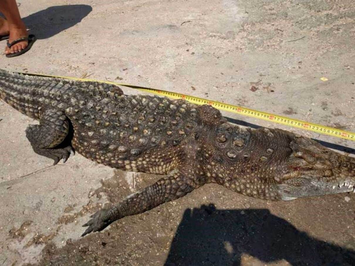 На Арабатській Стрілці помітили півтораметрового крокодила: деталі