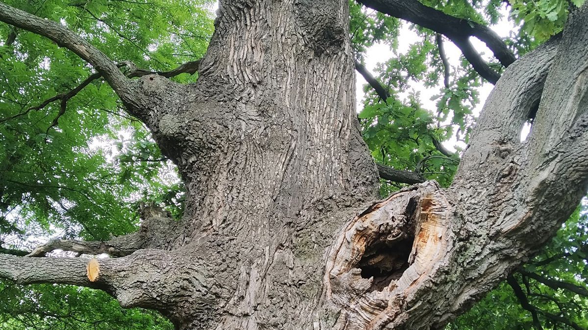 У Києві знайшли унікальний 400-річний дуб У Києві знайшли унікальний 400-річний дуб