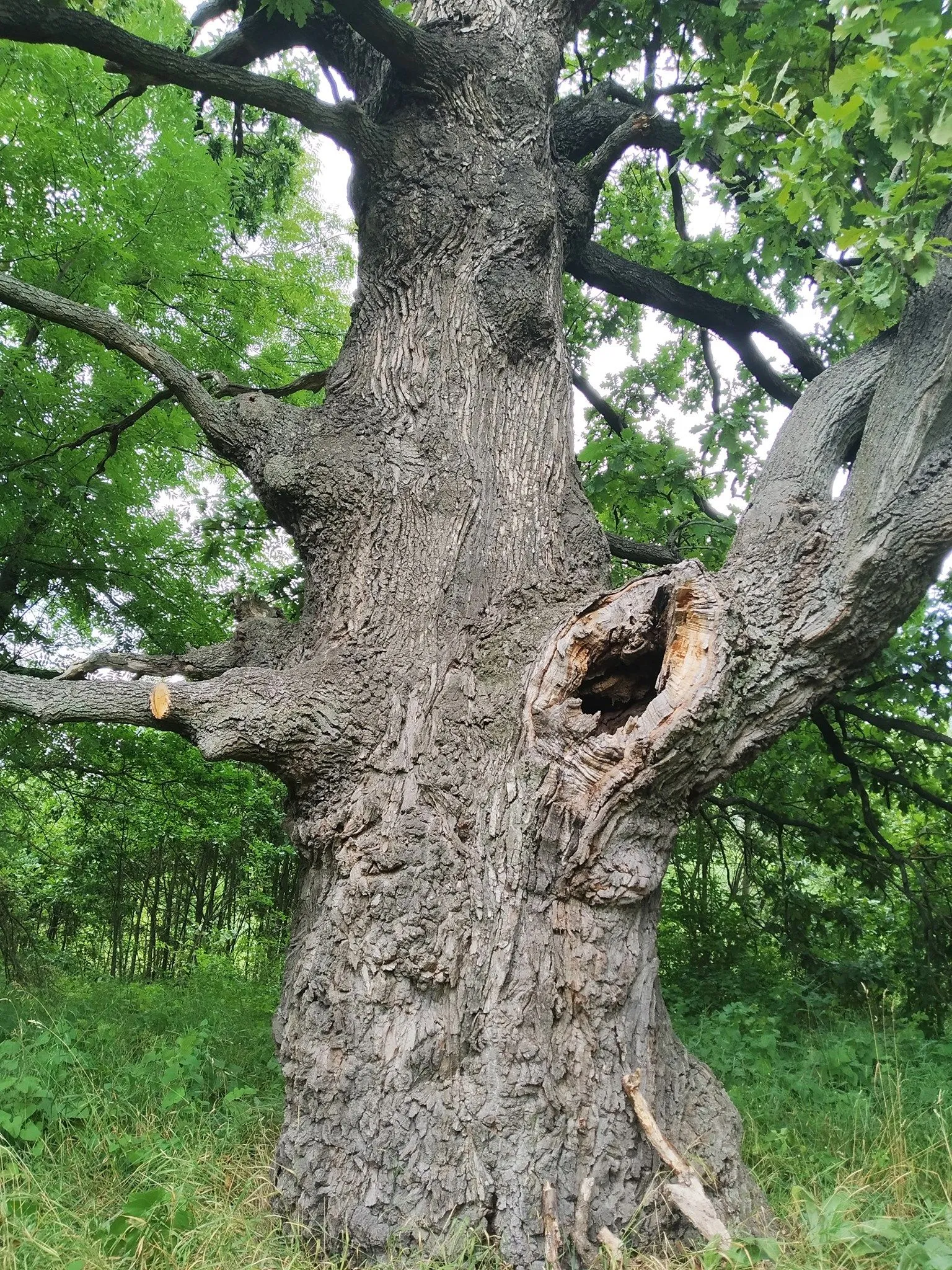 У Києві знайшли дуб, якому вже 400 років У Києві знайшли дуб, якому вже 400 років