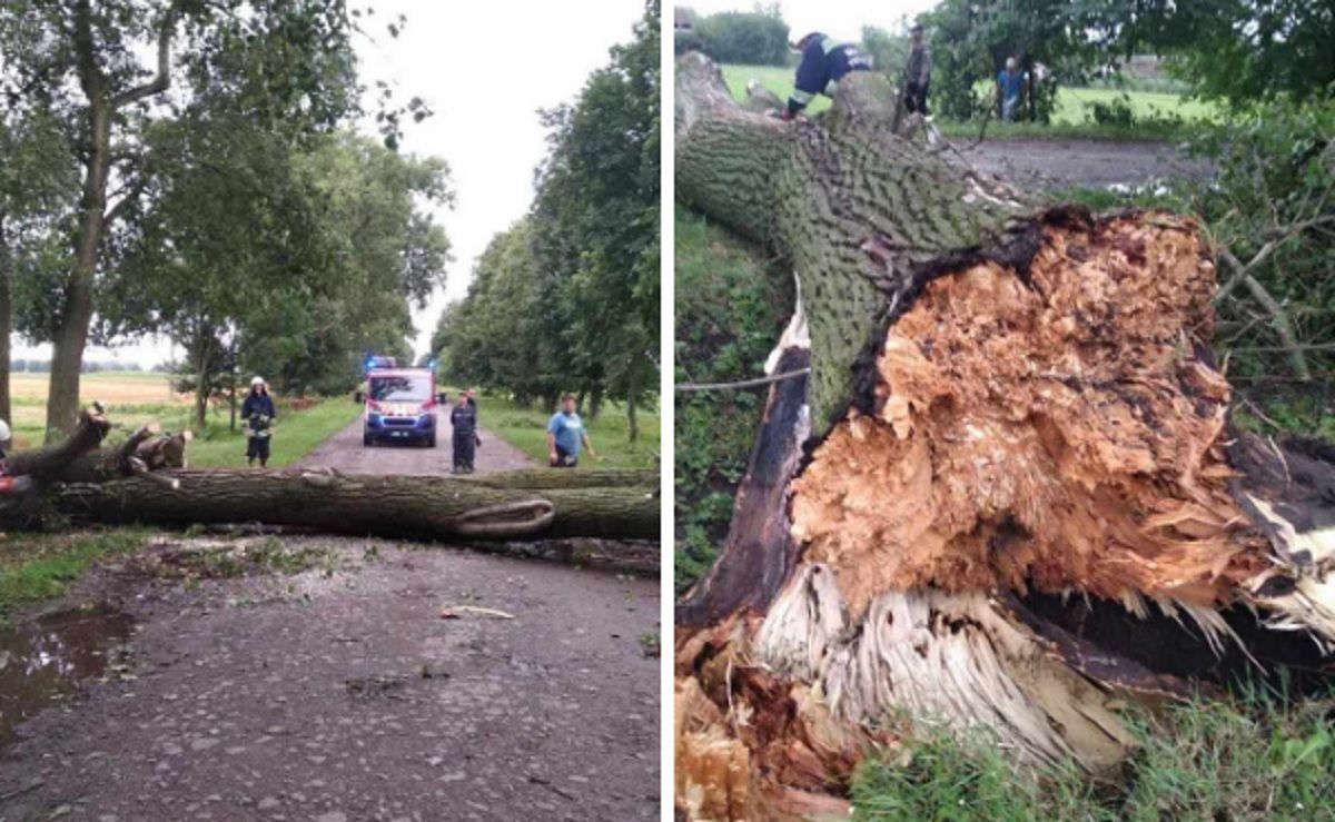 Повалені десятки дерев і ріки на вулицях: негода на Вінниччині