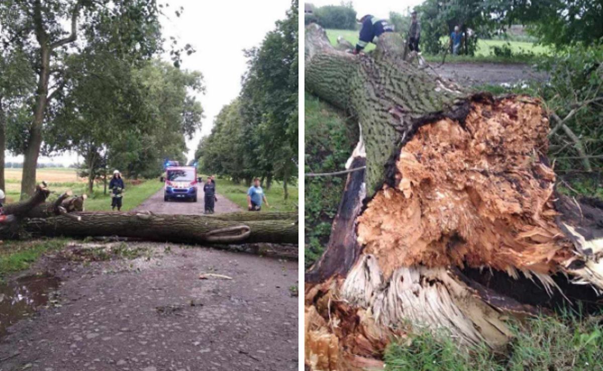 Повалены деревьея и реки на улицах: непогода в Винницкой области