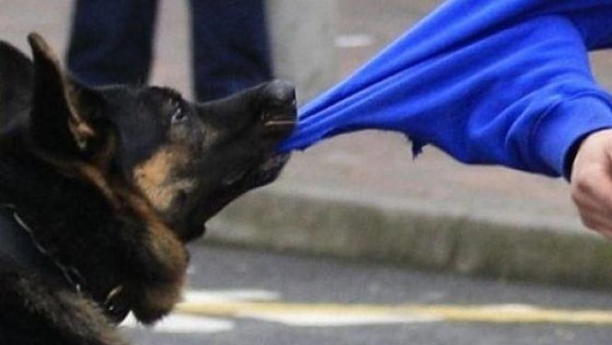 У Києві собака покусала жінку та втік разом із хазяйкою У Києві собака покусала жінку та втік разом із хазяйкою