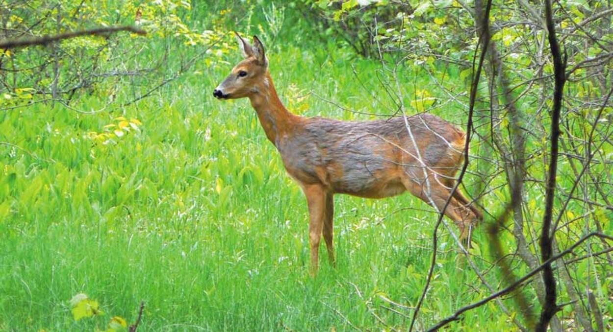 Дитина не могла встати з ліжка: на Львівщині у родини забрали косулю, яка нападала на людей Дитина не могла встати з ліжка: на Львівщині у родини забрали косулю, яка нападала на людей