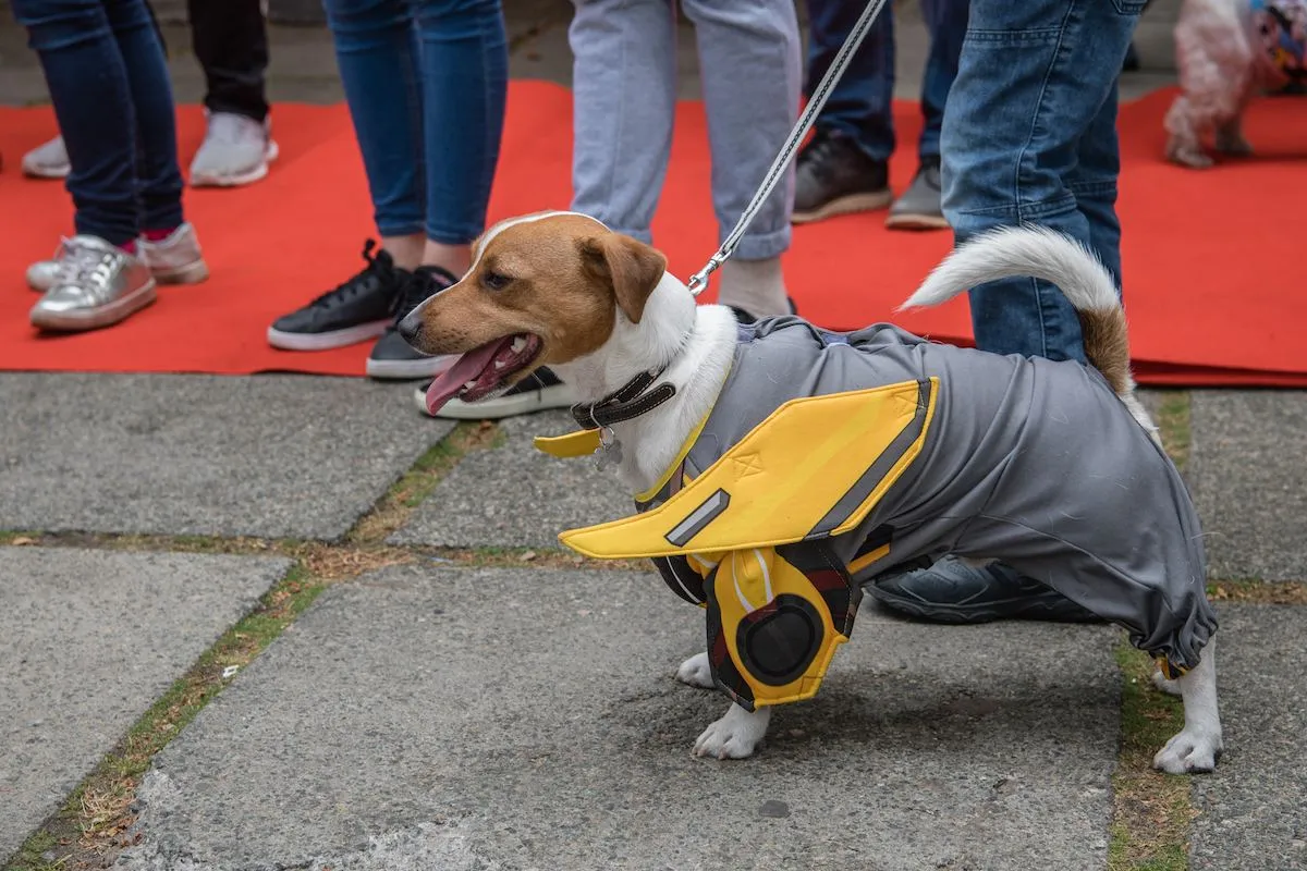 Dog Cosplay Show