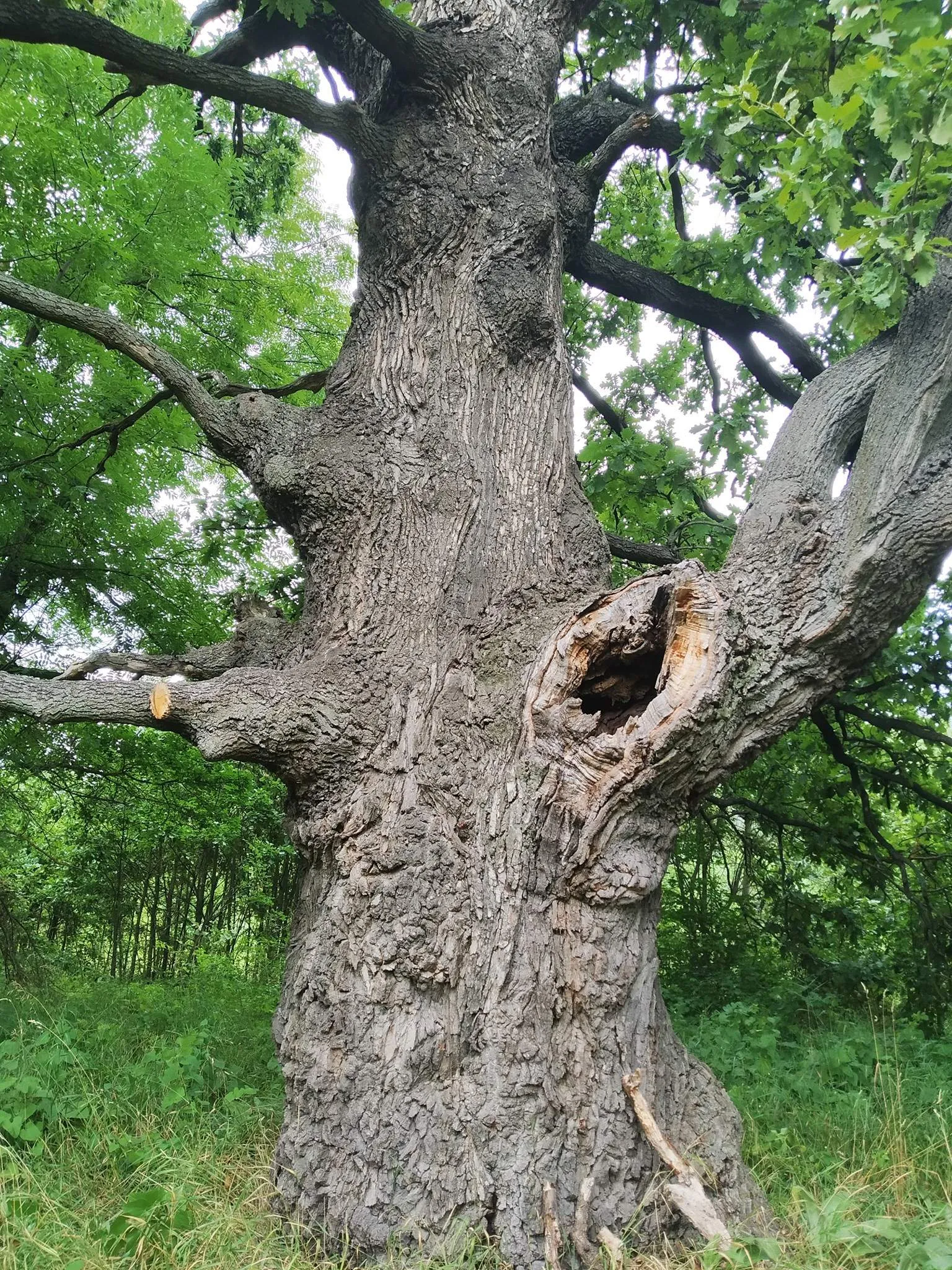 400-річний дуб у Києві 400-річний дуб у Києві