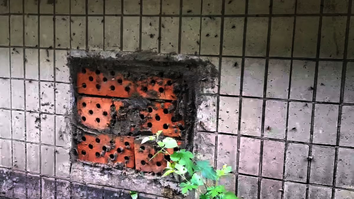 Таргани лізуть крізь балкони в квартири в Києві: відео Таргани лізуть крізь балкони в квартири в Києві: відео