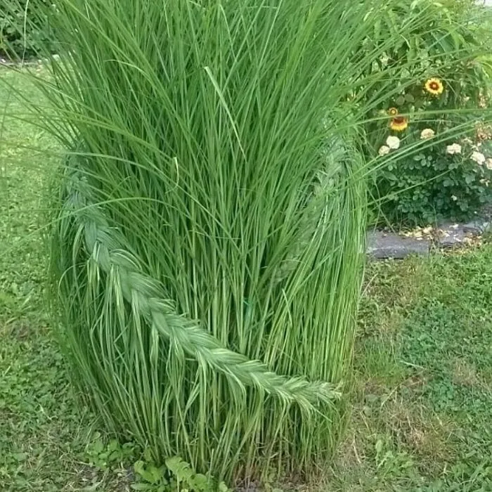 А тут, певно, живуть перукарі А тут, певно, живуть перукарі