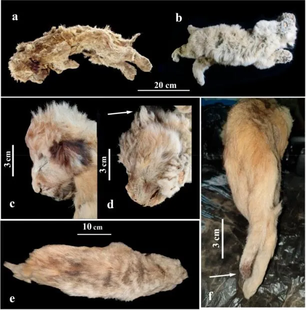 Печерний лев Печерний лев