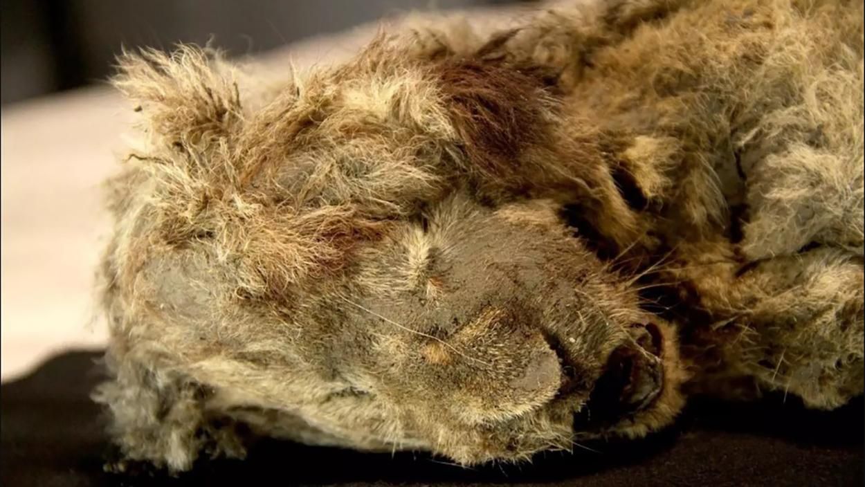 Ледниковый период: ископаемые остатки ледниковой эпохи Ледниковый период: ископаемые остатки ледниковой эпохи