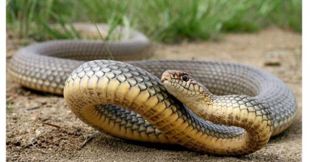 На Говерлі 08.08.2021 24-річного львів'янина вкусила змія На Говерлі 08.08.2021 24-річного львів'янина вкусила змія