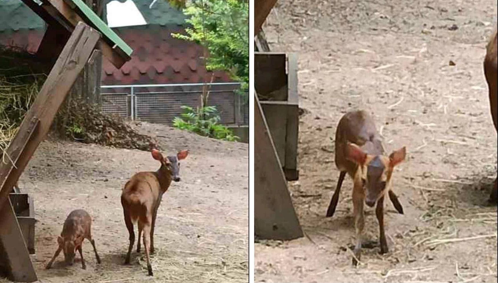 Маленький мунтжак: цікавий звір народився в Одеському зоопарку Маленький мунтжак: цікавий звір народився в Одеському зоопарку