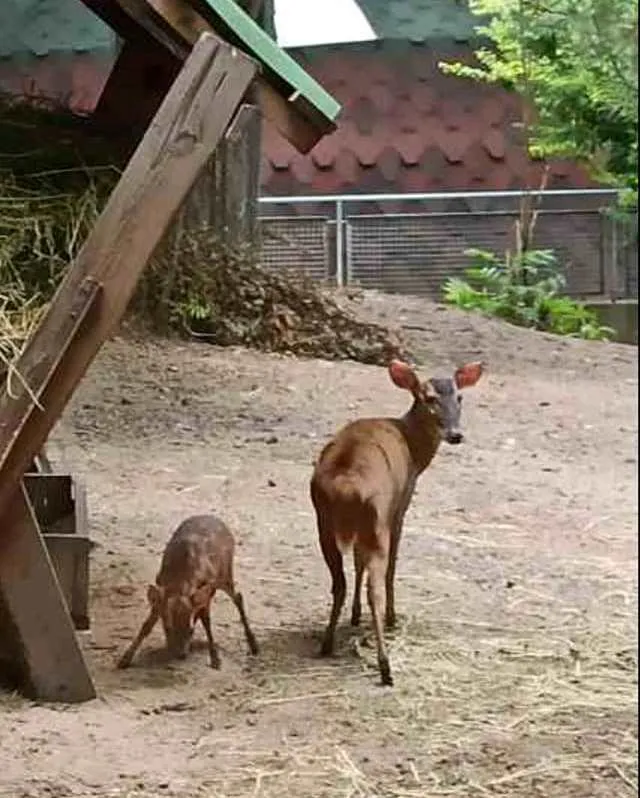 Новонароджений мунтжак Новонароджений мунтжак