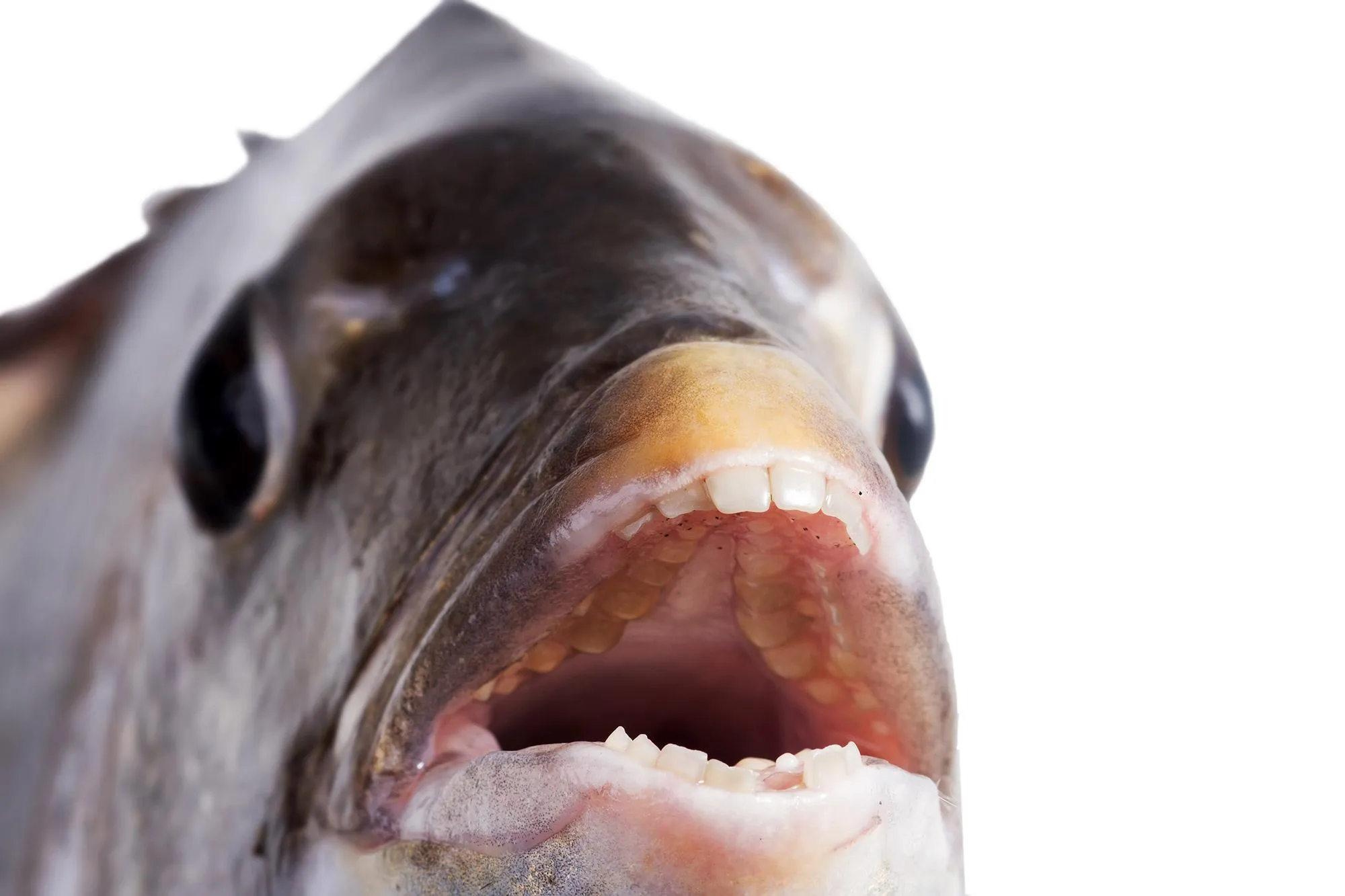 Эти окунеобразные рыбы имеют удивительные зубы