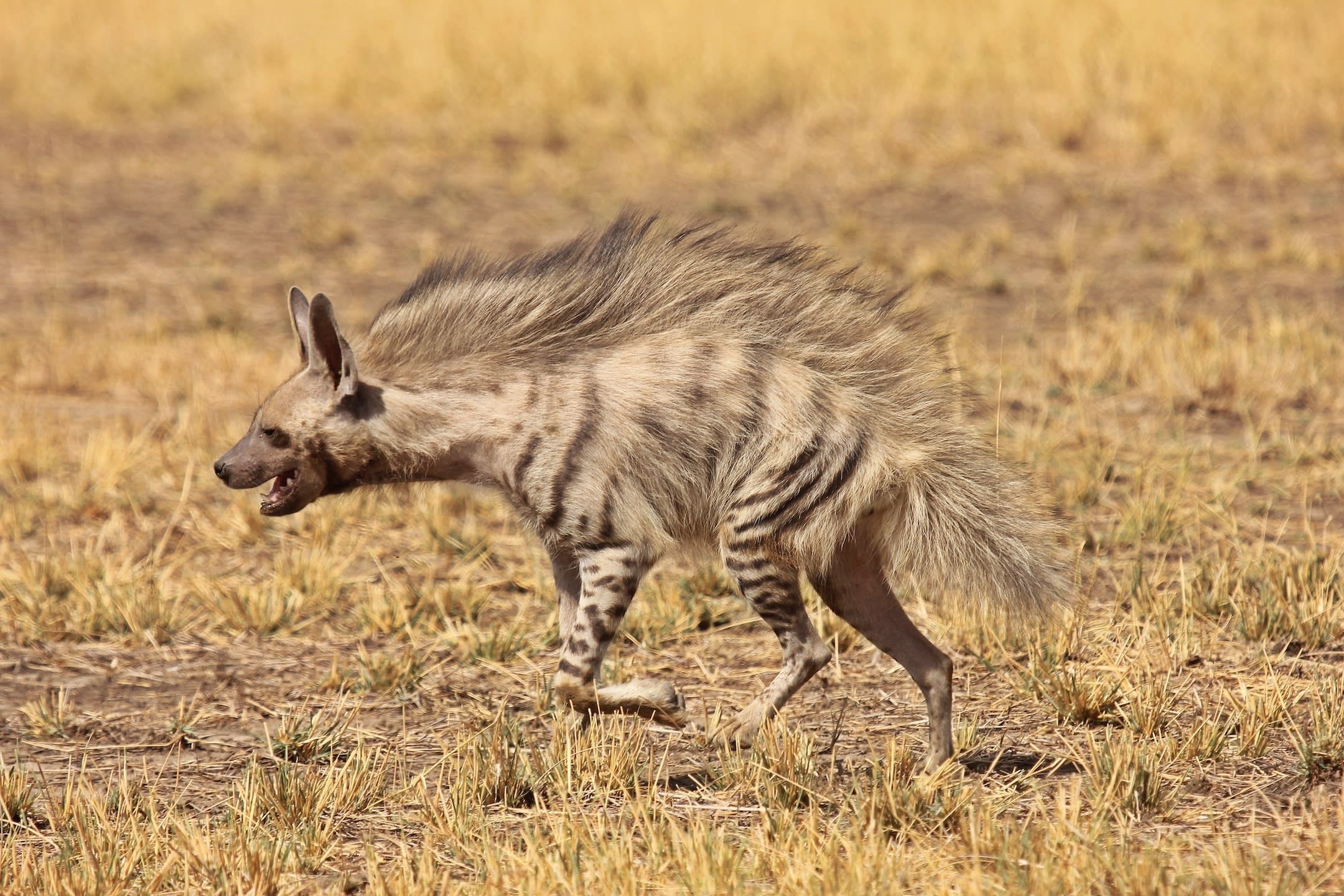 Кладбище диких животных: заваленые костями тоннели Кладбище диких животных: заваленые костями тоннели