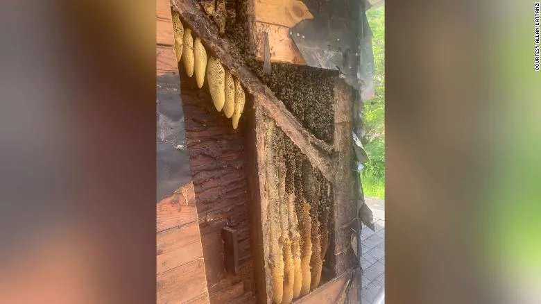 Бджоли проживали у будинку близько 35 років / Фото Allan Lattanzi CNN