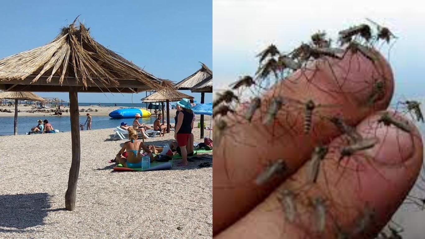 Такого кошмару за життя не можу пригадати: у Бердянську комарі Такого кошмару за життя не можу пригадати: у Бердянську комарі