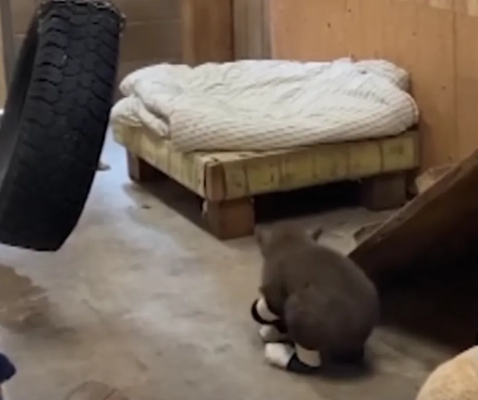 Ведмедик у центрі порятунку тварин Ведмедик у центрі порятунку тварин