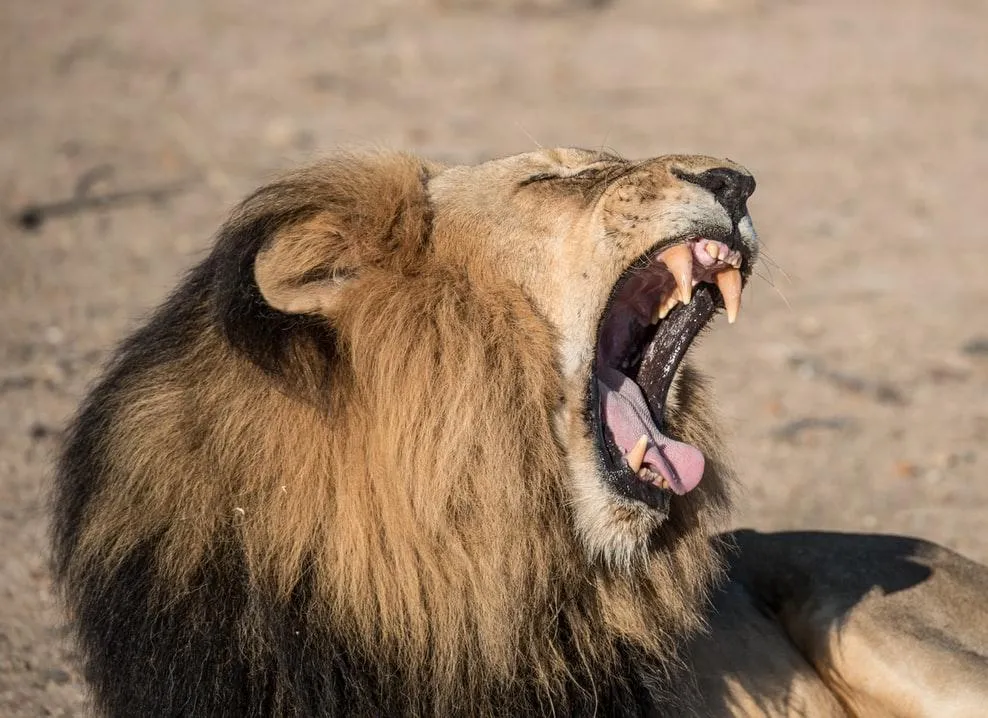 Самцы львов не охотятся, пищу добывают самки