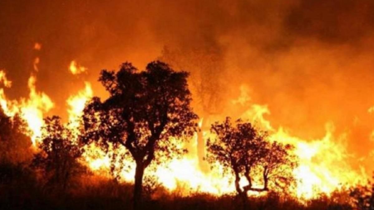 Лісові пожежі в Алжирі дісталися житлових будинків: є жертви