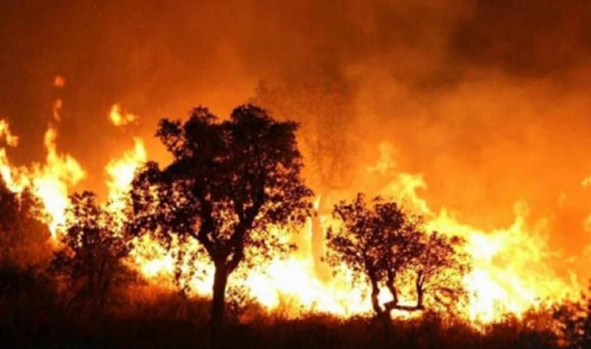 Лесные пожары в Алжире достались жилых домов: есть жертвы