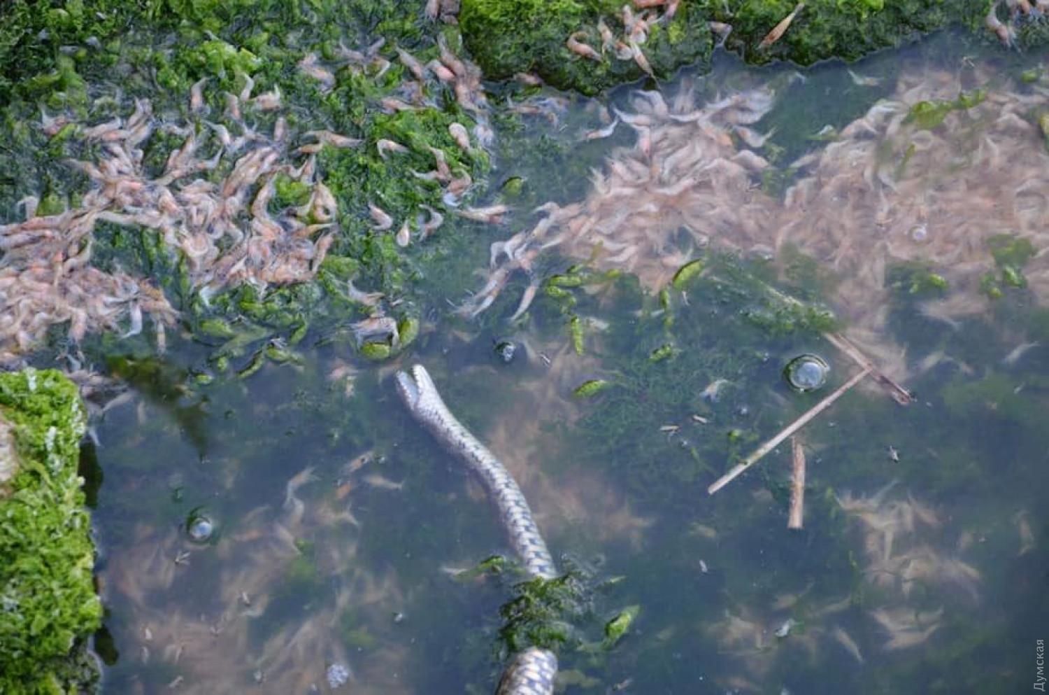 У Хаджибейському лимані в Одесі знайшли мертву рибу і креветки