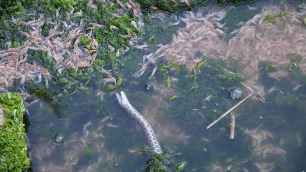 В Хаджибейском лимане в Одессе нашли мертвую рыбу и креветки