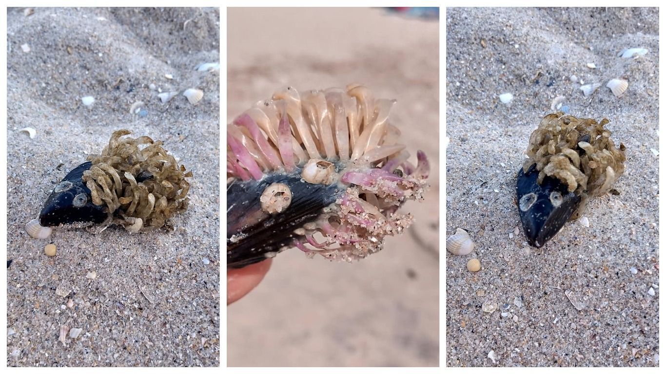 На березі Азовського моря знайшли химерних створінь На березі Азовського моря знайшли химерних створінь