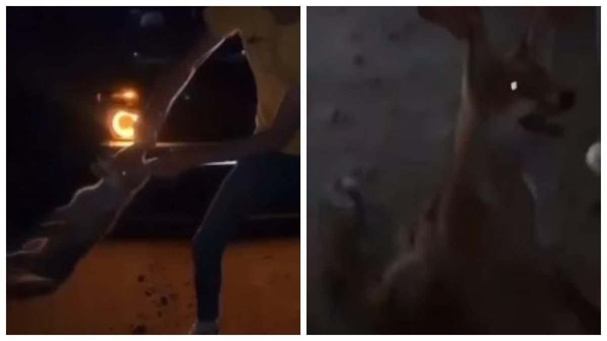 На Буковине ребята издевались над лисой: полиция начала расследование На Буковине ребята издевались над лисой: полиция начала расследование