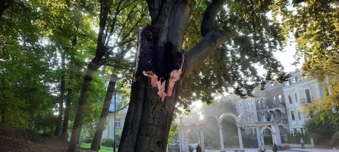 У Львові на пішохідну алею в Стрийському парку впав величезний шматок дерева: фото