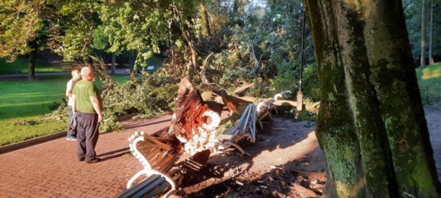 Во Львове на пешеходную аллею в Стрыйском парке упал огромный кусок дерева: фото