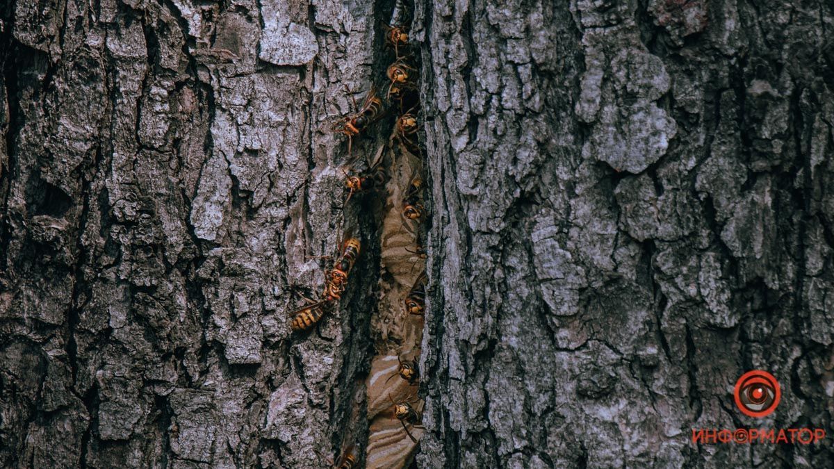 Шершні напали на дівчину в Дніпрі: вона плакала Шершні напали на дівчину в Дніпрі: вона плакала