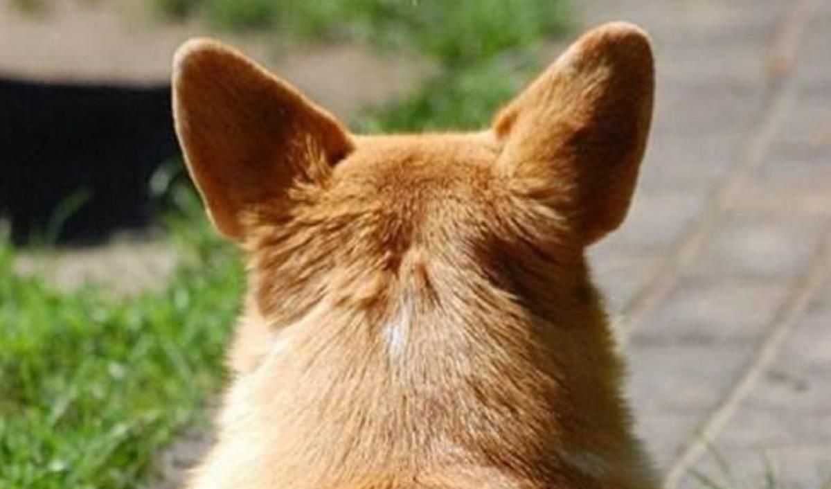 В Харькове мужчина застрелил собаку: что ему грозит В Харькове мужчина застрелил собаку: что ему грозит