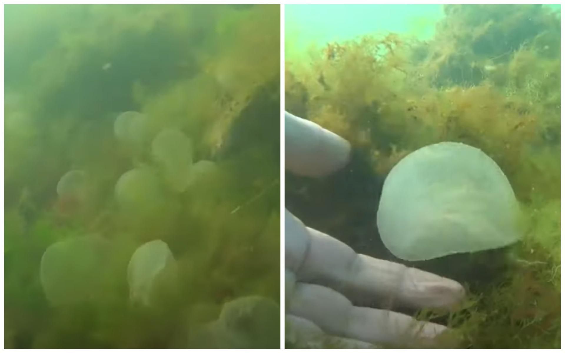 В Одессе в море плавают шарики, похожие на ртуть