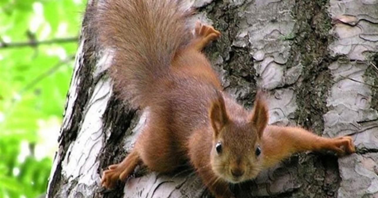 На Ровенщине бешеная белка покусала 8-летнего мальчика На Ровенщине бешеная белка покусала 8-летнего мальчика