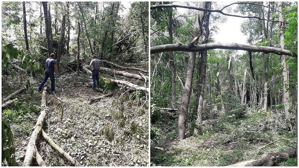 На Хмельниччині буревій виламав дерева на понад 100 гектарах лісу На Хмельниччині буревій виламав дерева на понад 100 гектарах лісу