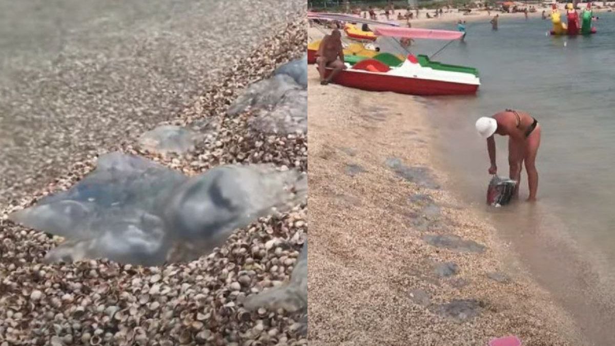 Медузи продовжують атакувати пляжі Кирилівки: відео 